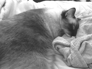 Cat having a bad dream