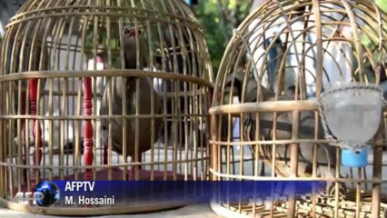 Afghanistan: combats de perdrix à Kaboul