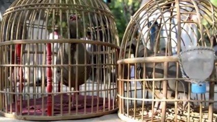 حمى مصارعة الحجلان تتصاعد في كابول