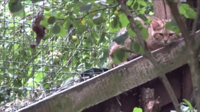 Naissances au parc animalier Sainte-Croix en Moselle