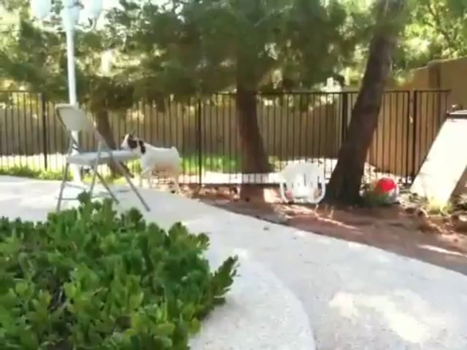 Une chèvre fait du parkour