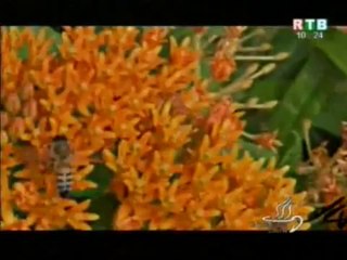 Programi i mengjesit 18.07.2013