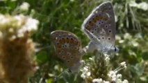 Vie et amours des  petits animaux du jardin