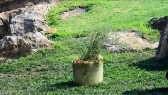 Los animales de Bioparc Valencia se refrescan con helados gigantes