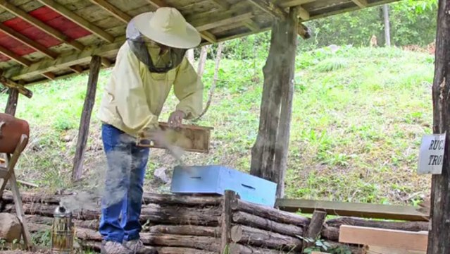 Le miel Produit du Parc des Volcans d'Auvergne