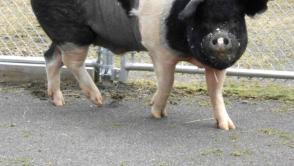 Pet Pig First Ever Oinker To Get Cancer Treatment