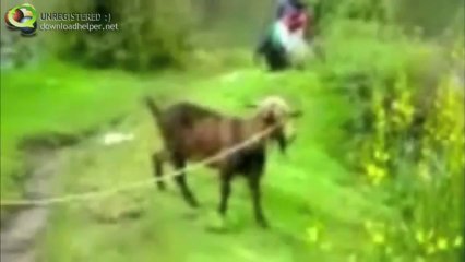 Les chèvres hurlent comme les humains