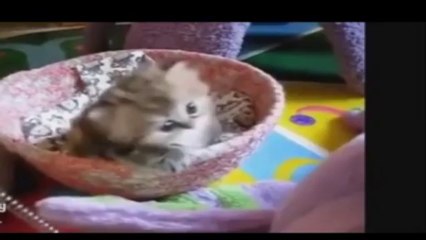 Moments tendresses avec nos amis les animaux..