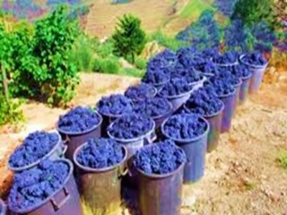 En la cena del Señor se utilizó vino