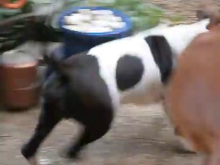 Hercule joue avec Eros  mai 2013 n° 4