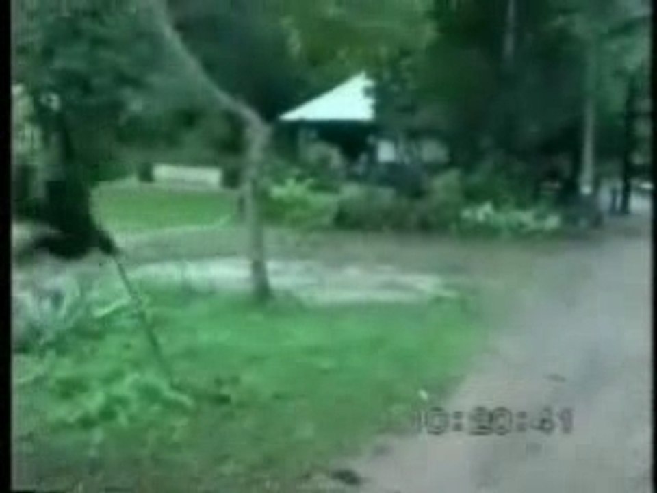 Monkey teases Dog