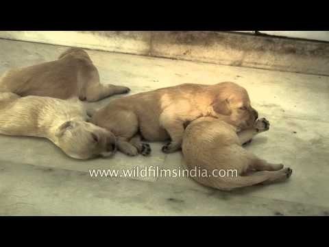 Golden retriever puppies sleeping