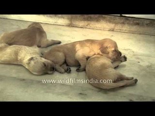 Golden retriever puppies sleeping