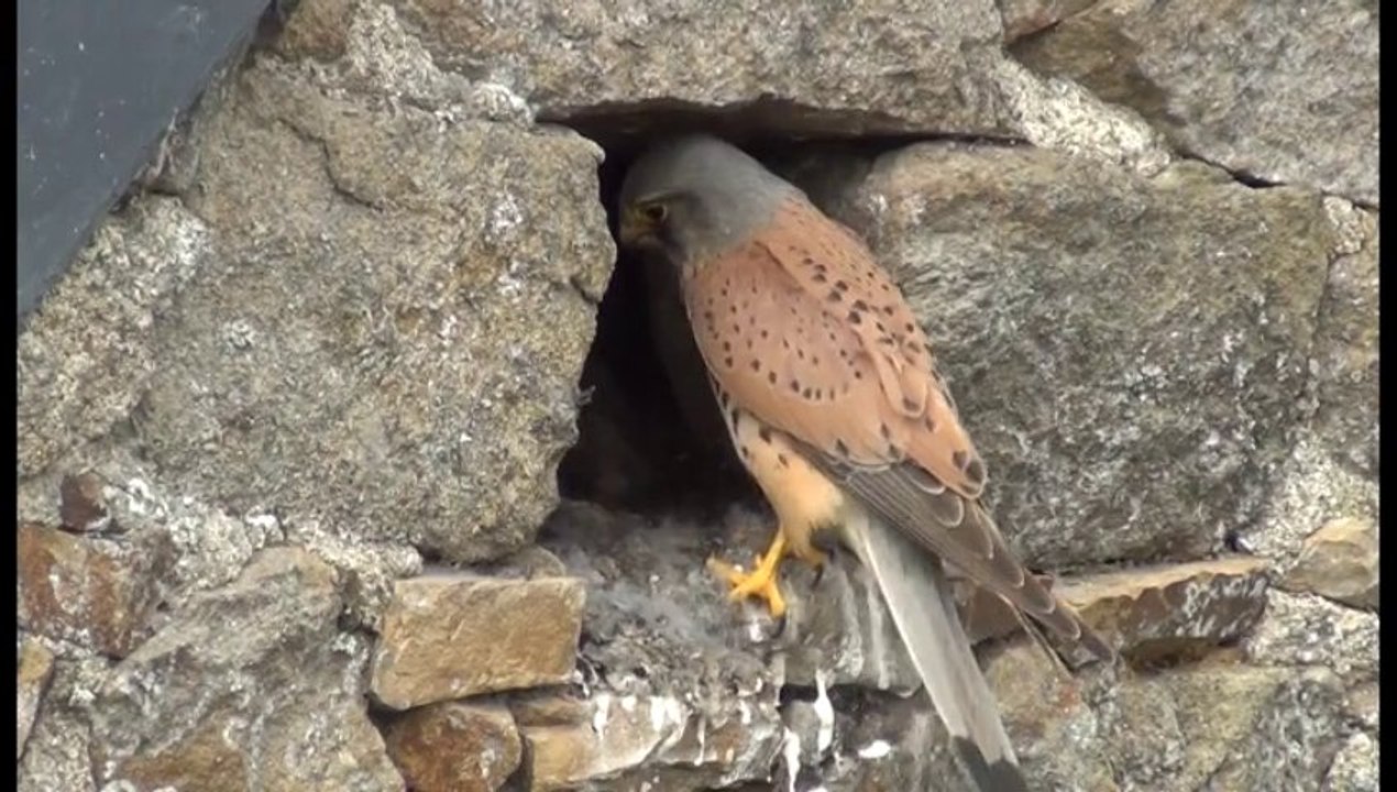 Des faucons crécerelles à Ploufragan