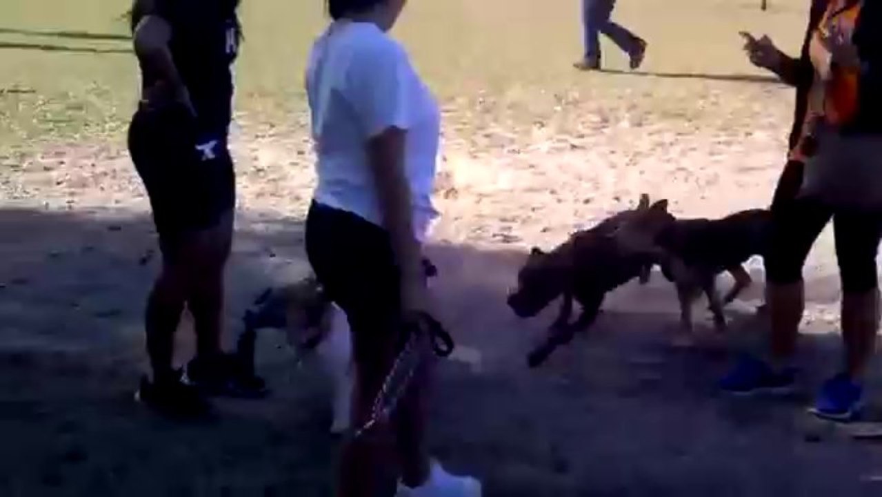 Corgi vs Pitbull