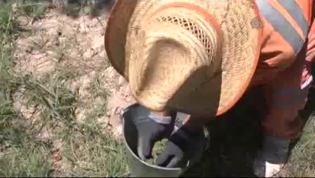 Geleceğin ormanları için...