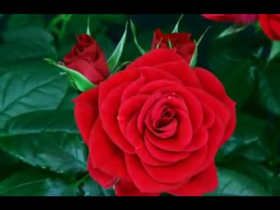 ashiq chengot