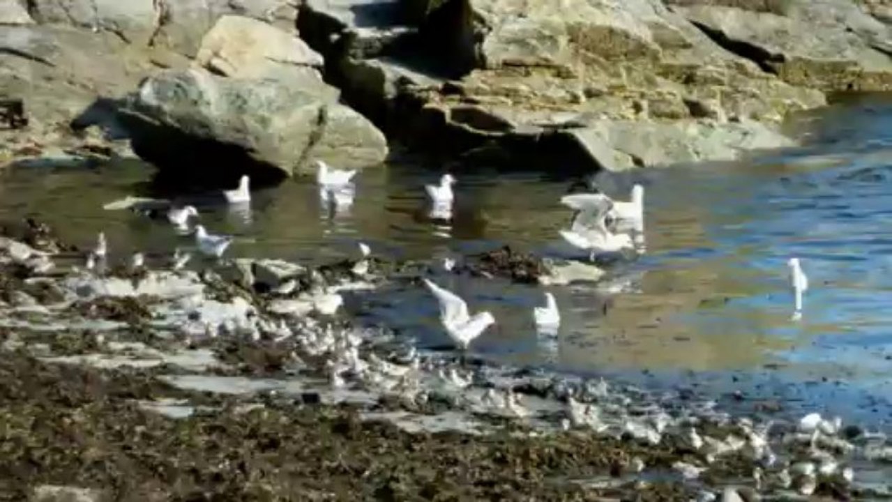 oiseaux de mer