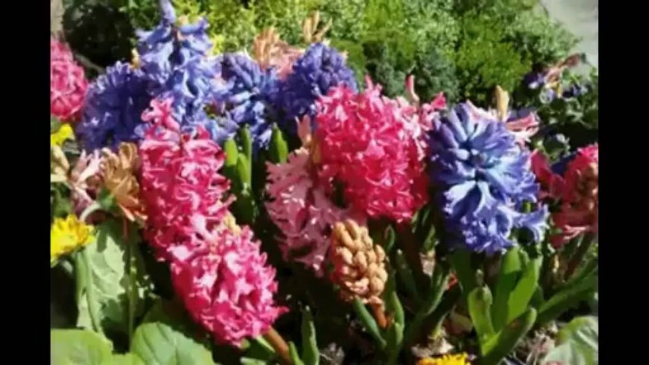 ORGONAVIRÁG-OLY ÁRVA AZ ÉN SZIVEM