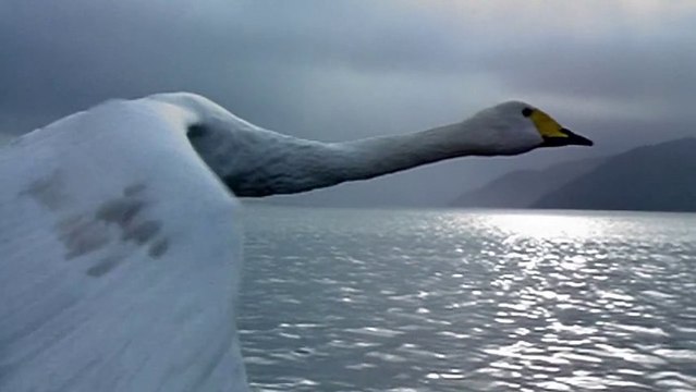 Волшебство движения. Технология от природы