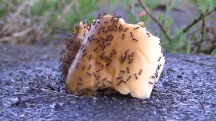 【パン】落ちていたパンに蟻が集っていた【蟻】