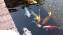 Ragdoll cat kisses Koi fish