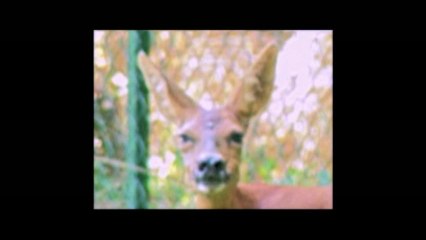 WORKSHOP PITCH 2013 - Vivre est une chanson dont mourir est le refrain, de Eric Pellet