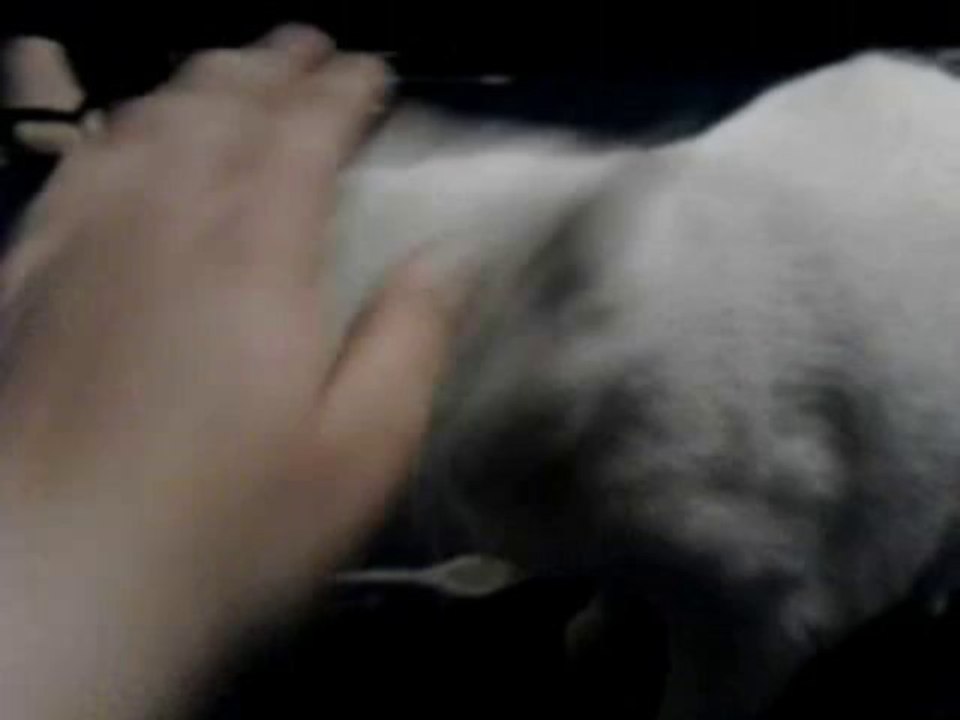 Molestando A Luna Hace Mucho Tiempo Atras