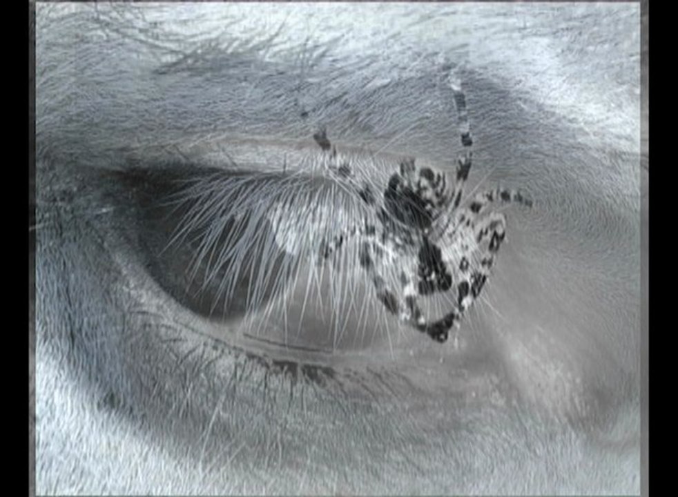 Imago