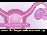 Pregnancy Miracle Review - Pregnancy Miracle Offers a Healthy Fertility Alternative