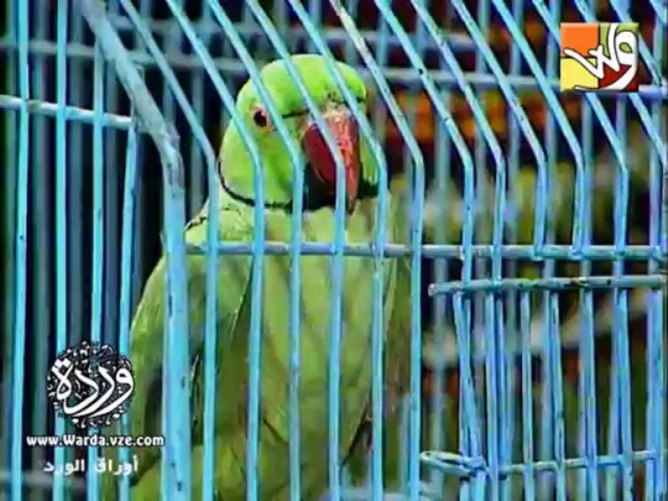 ورده - أنا عندى بغبغان | من مسلسل أوراق الورد 1979