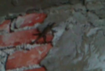 Molestando A Una Lagartija XD