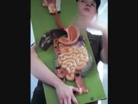 Anatomy and Physiology Digestive System Digestive Pathway | human anatomy