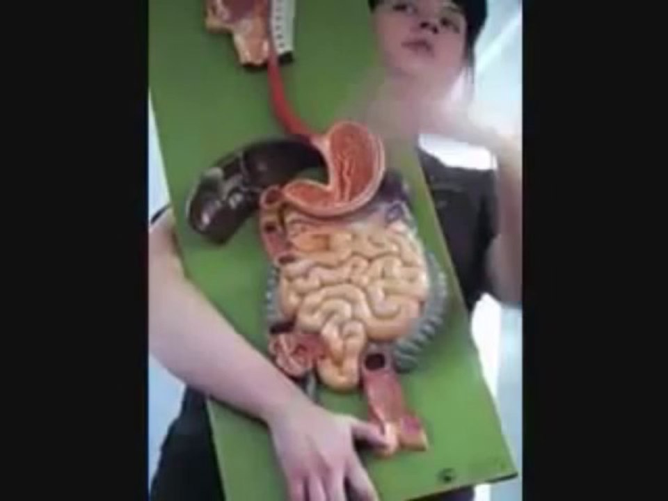 Anatomy and Physiology  Digestive System Digestive Pathway | human anatomy