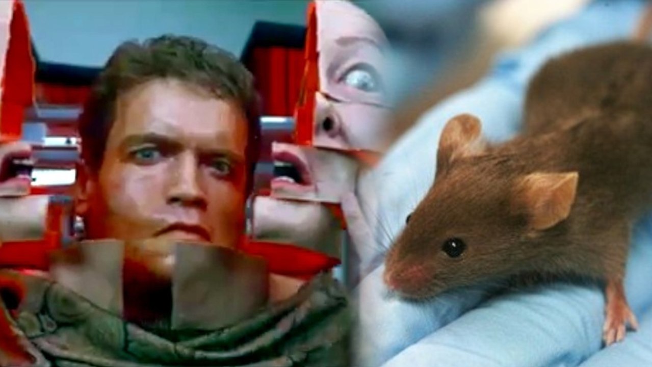Rodent Recall: Science Implants False Memories in Mice