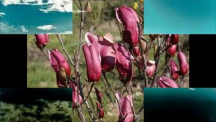 PAŞA GÖNLÜN BİLİR