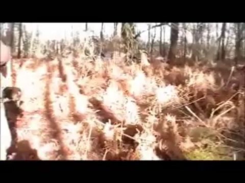 CHASSE AUX PERDREAUX