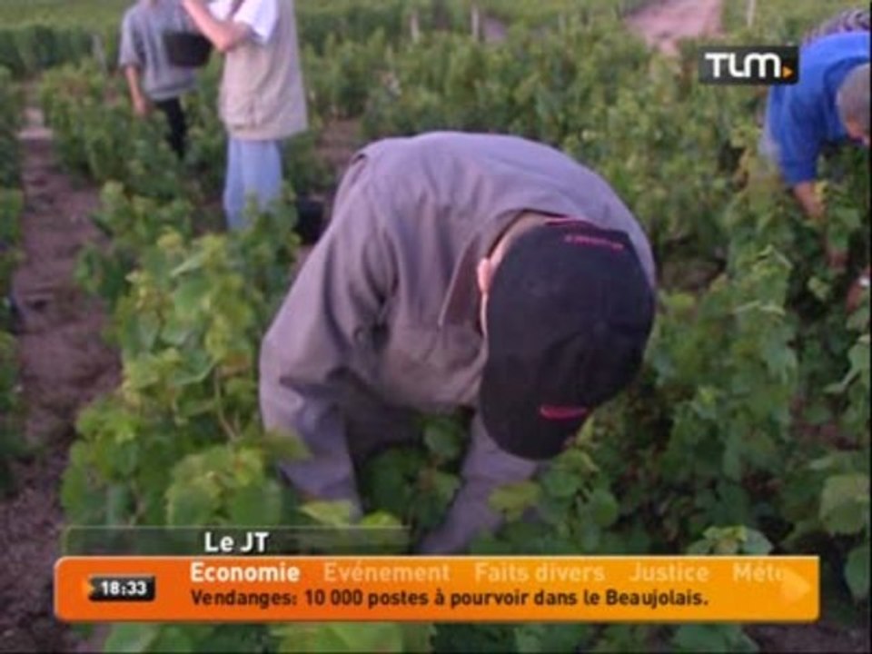 Du retard pour les vendanges du Beaujolais