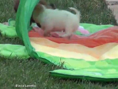 Petits D'Acca Larentia