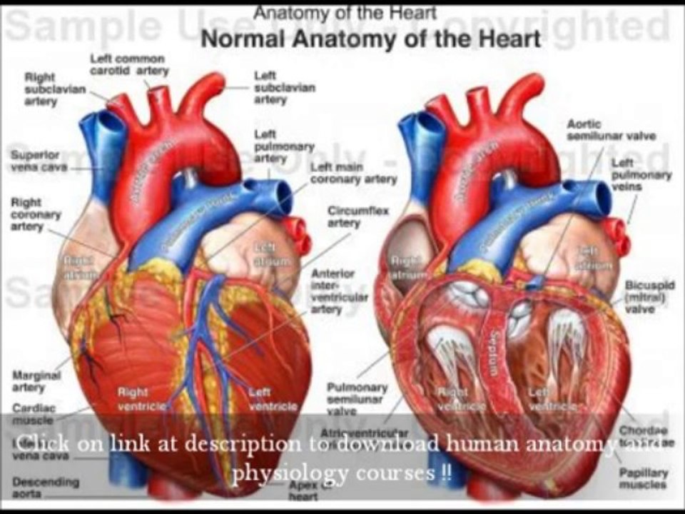 Essentials Of Human Anatomy And Physiology Free Download - By James Ross