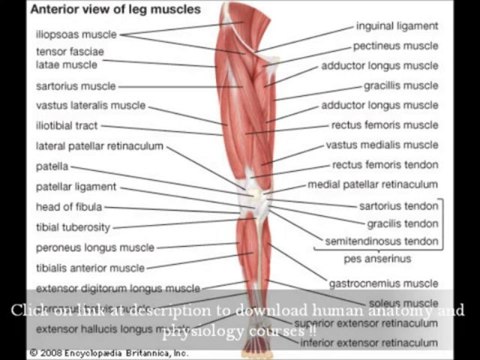 Essentials Of Human Anatomy And Physiology The Muscular System - Anatomy Study Course