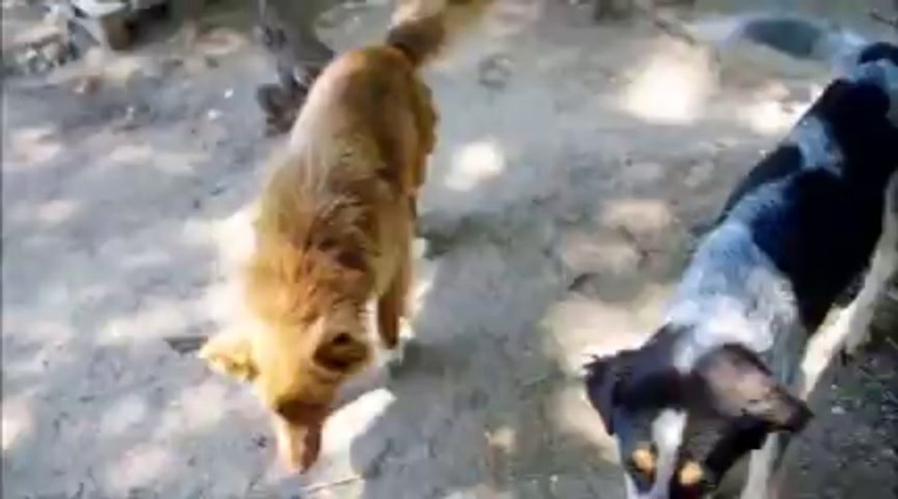 spirakos & sarlin