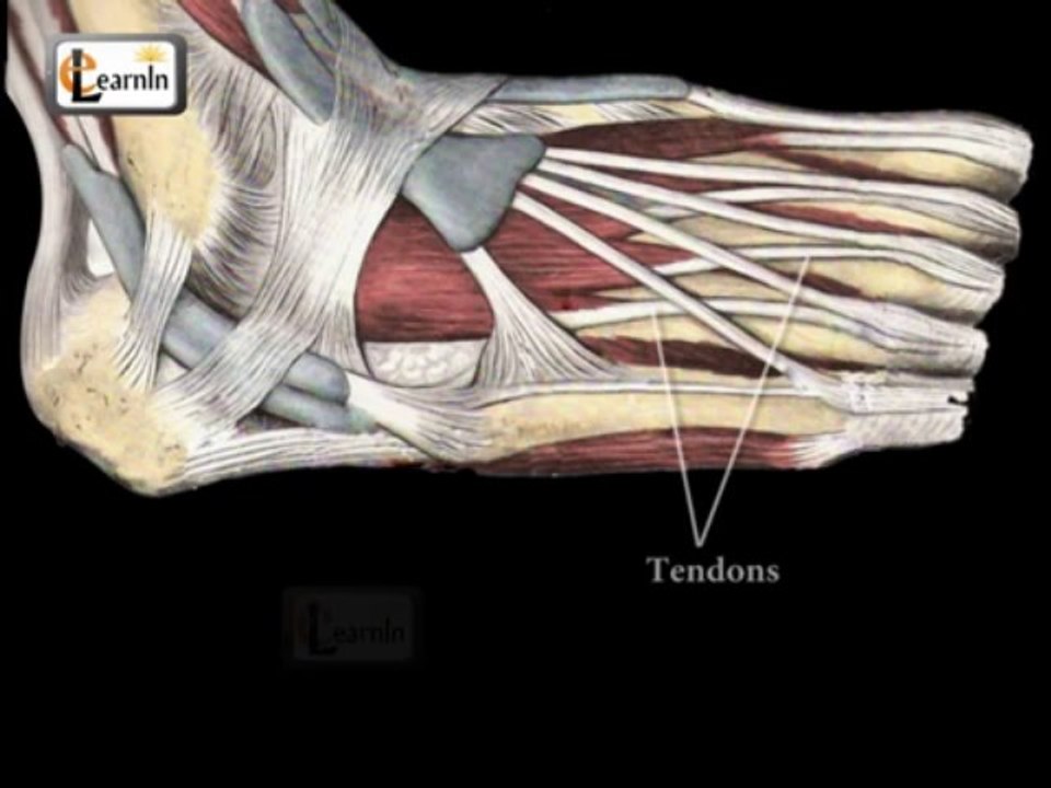 Foot Bones explained | Foot joints and ankle movements | Human Anatomy in 3D | elearnin