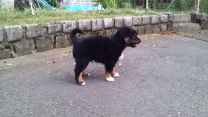 Les chiots de Cap et Fibule ont 6 semaines