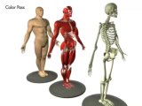 Revealed: 3D Human Anatomy Physiology Body - Animation