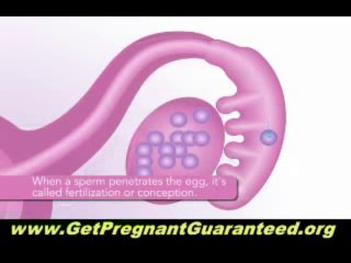 The Story Behind the Pregnancy Miracle Book