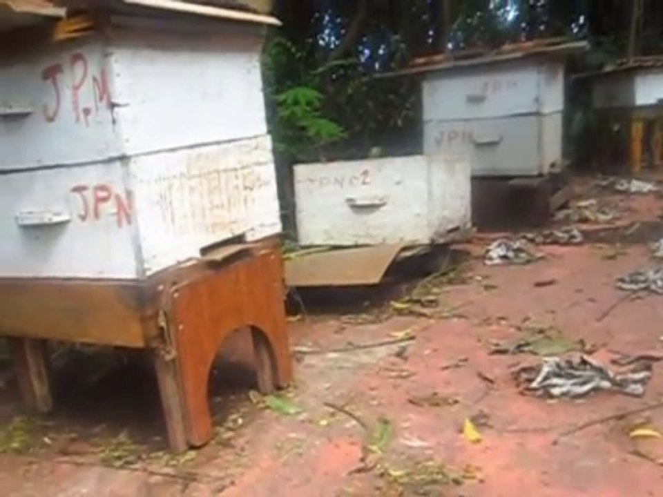 video de apiario