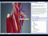 3D Interactive Hip Human Anatomy - 2009 release