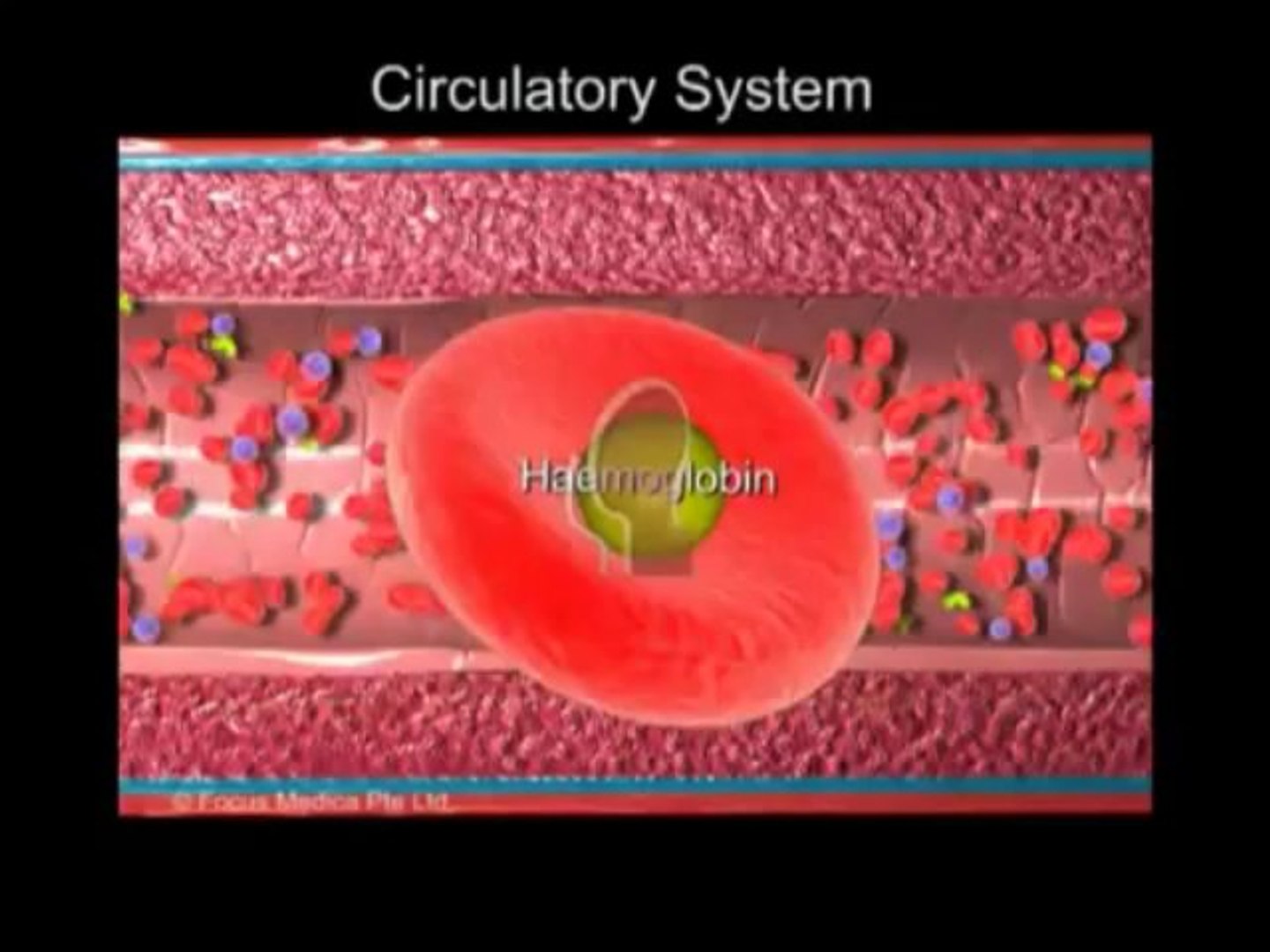 Human Anatomy & Physiology