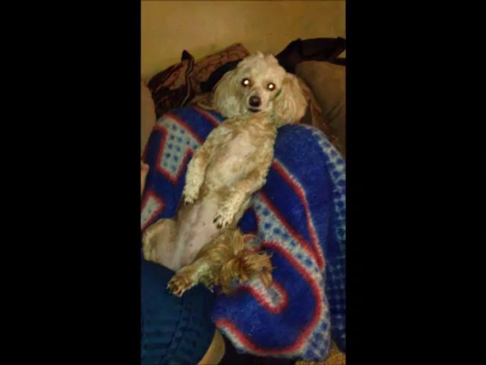 Cute Little Maltipoo